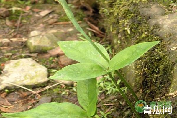 中药材半夏的高产种植技术讲解