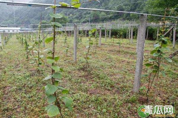 果树矮化密植有哪些优点？栽植过密又该如何解决？