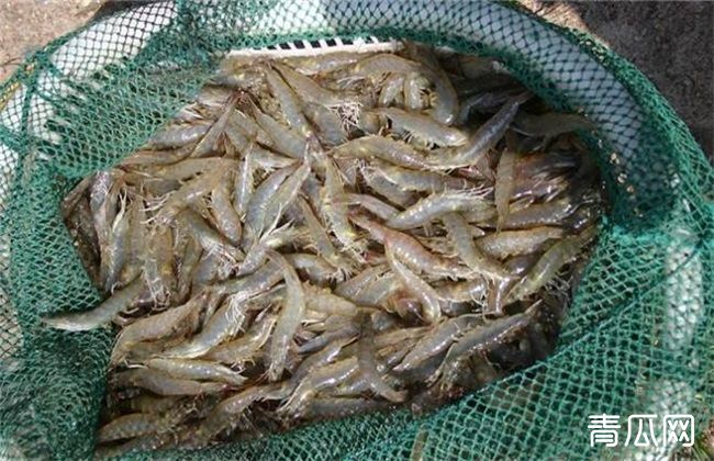 南美白对虾 管理方法 苗期