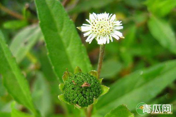 墨旱莲什么时间播种为宜？墨旱莲种植及病虫害防治