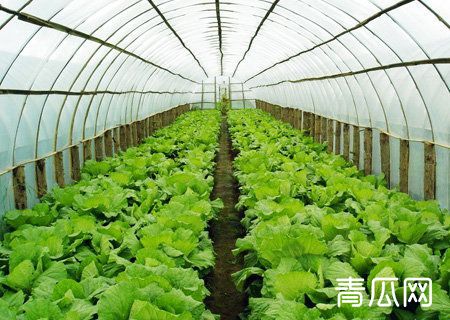 大棚蔬菜冬季施肥应该注意什么？