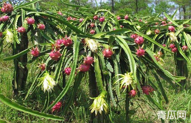 夏季火龙果落花落果怎么办？预防措施介绍下