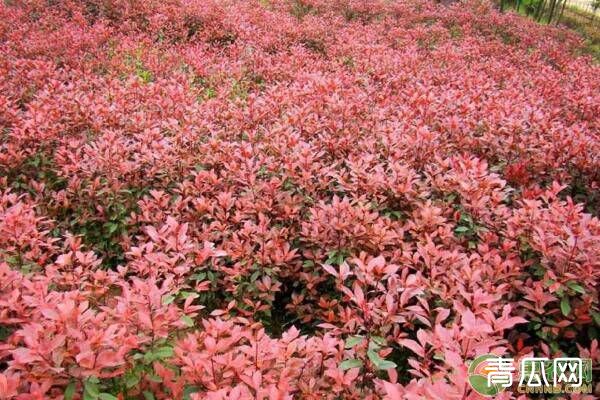 红叶石楠有哪几种繁殖方法？红叶石楠病虫害防治技术