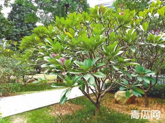 园林植物种植常见病虫害及防治方法