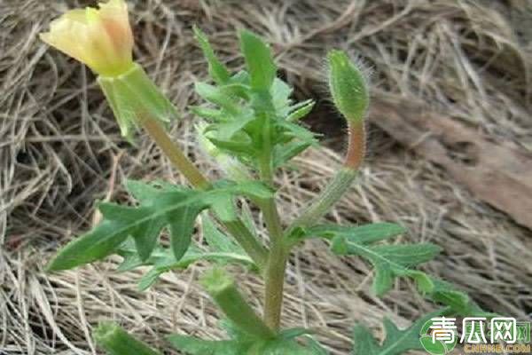 月苋草如何种植?月苋草的种植技术要点