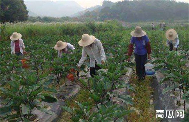 茄子盛夏期追肥注意什么