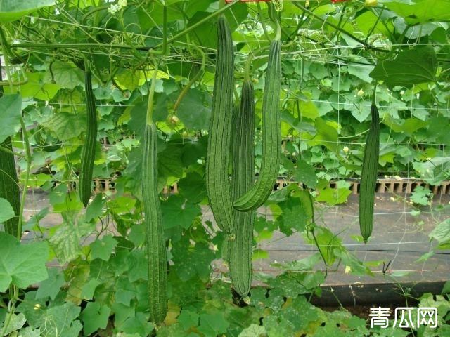 大棚丝瓜烂花的3种症状及预防措施