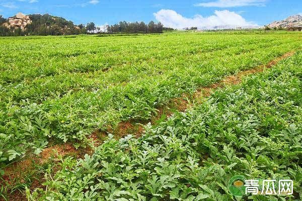 瓜苗对哪些农药比较敏感？如何防治药害？