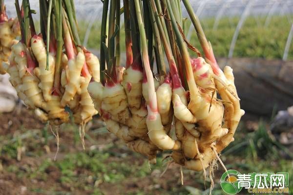 种植生姜除草剂怎么选？发生药害有哪些补救措施