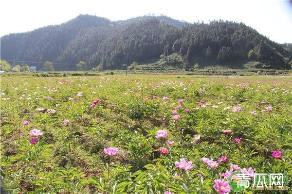 芍药烂根什么原因？解决方法介绍