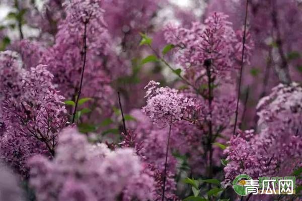 丁香花怎么种植?丁香花的栽培养护技巧