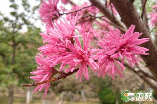 菊花桃的养殖要点及养护方法