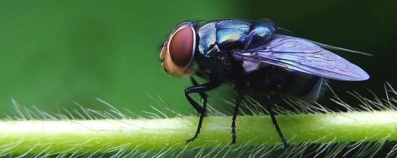 苍蝇能吃吗？蚊子能吃吗？