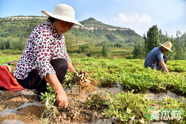 在农村卖什么需求量大？这些市场庞大的致富项目你都知道吗？