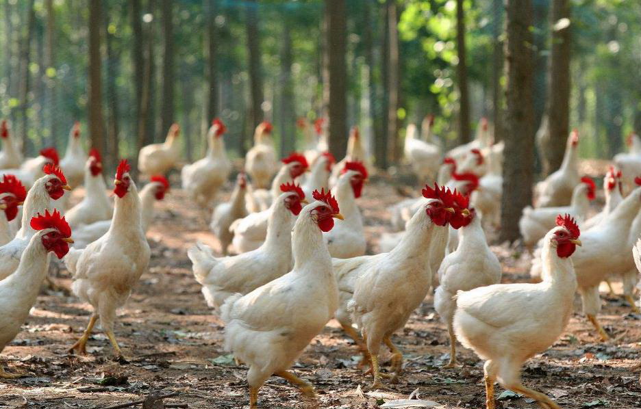 2020养殖肉鸡有钱赚吗？肉鸡养殖注意事项