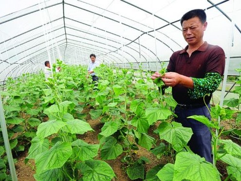 大棚种植什么蔬菜最赚钱