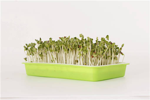 2020年芽苗菜种植前景会赚钱吗？