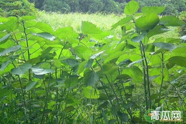 农村三大种植致富项目推荐