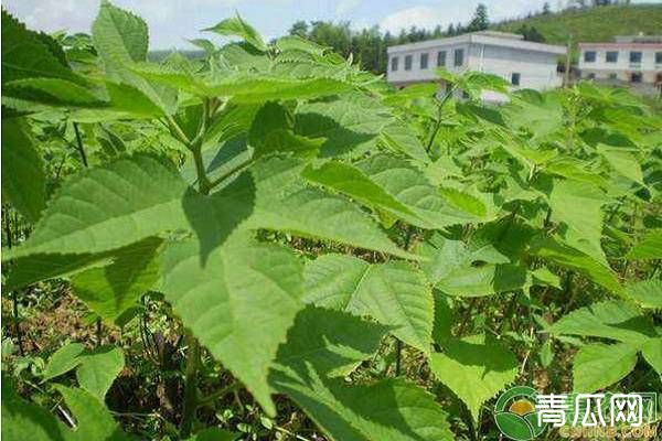 构树是什么树？有什么价值用途？（附种植前景分析）