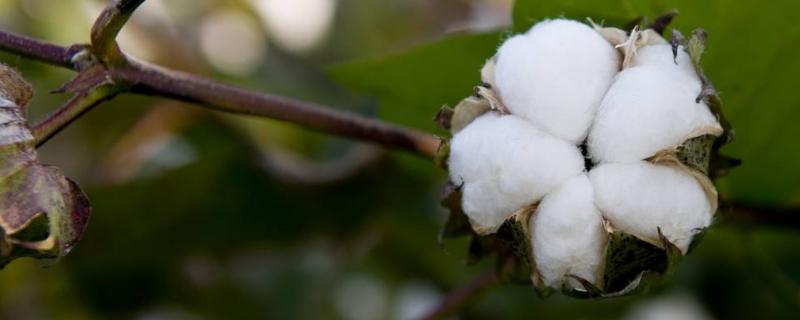 种棉花一亩地收入多少？需要投资多少钱
