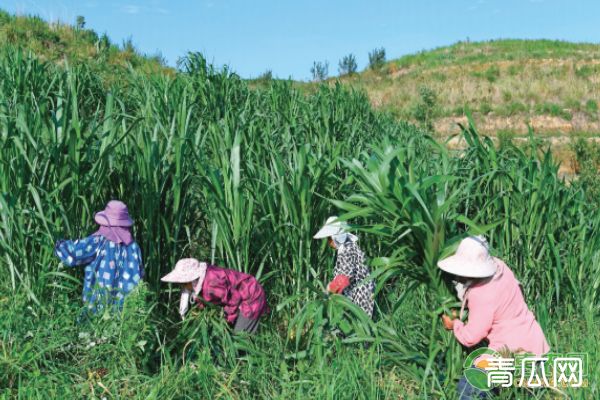 商机丨这种草销路广、亩产高，一年可收割6次，农民种它“钱”景不错！