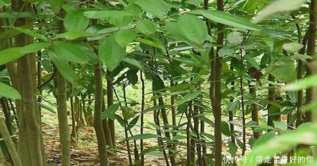 桂皮价格多少钱一斤？2020桂皮价格趋势分析