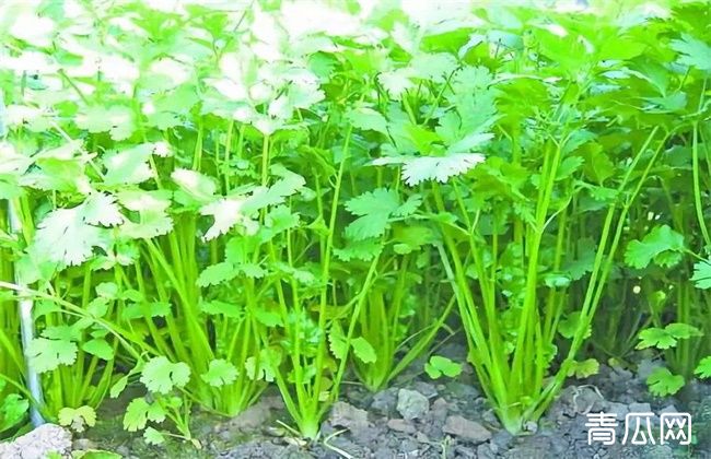香菜种植效益