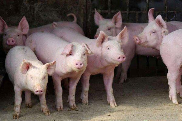 猪肉价格每公斤降6元连续7周下降 2020养猪还能赚钱吗