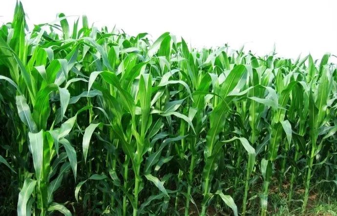 玉米价格为什么上涨？2020玉米价格趋势分析