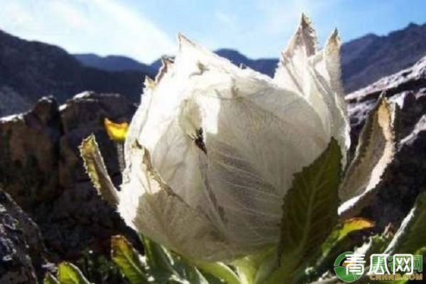 雪莲花价格多少钱一朵？雪莲花的种植前景如何？