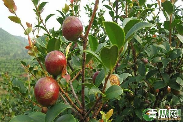 100亩油茶种植成本及利润大概是多少？