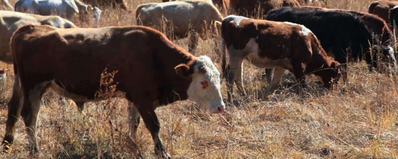 2020肉牛多少一斤？养殖一年的肉牛能卖多少钱