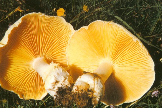 黄绿蜜环菌价格多少钱一斤？2020栽培前景会赚钱吗