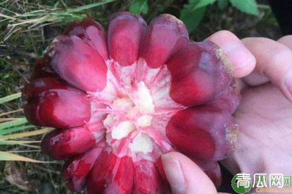 黑老虎种植市场前景好不好？黑老虎未来市场价值分析