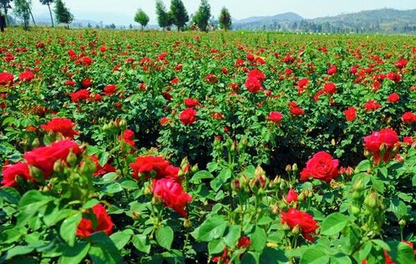 玫瑰价格多少钱一棵？2020玫瑰种植前景会赚钱吗