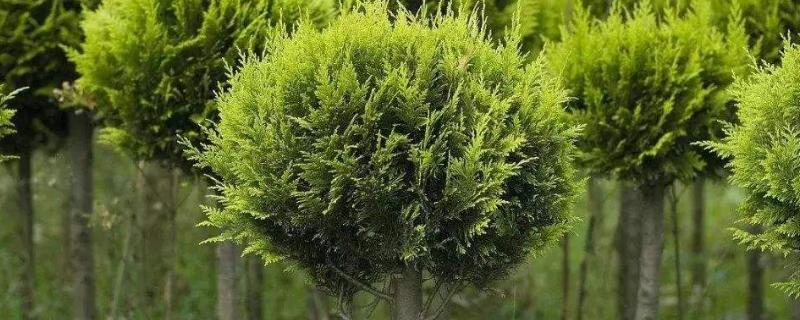 最值钱紧缺的苗木是什么？常见的苗木品种推荐