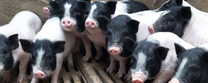 50斤香猪可以杀多少肉？2020市场价格趋势分析