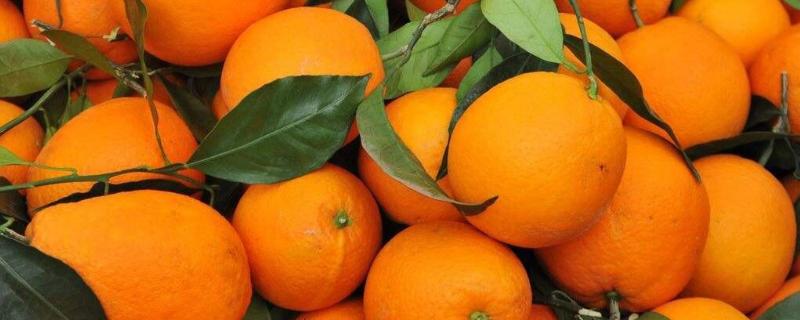 奉节脐橙多少一斤？2020奉节脐橙价格趋势
