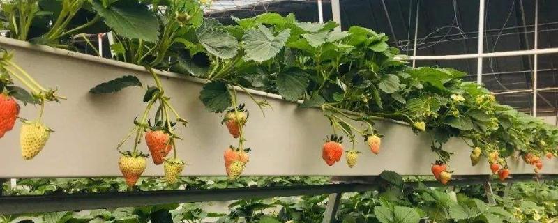 无土栽培草莓一亩投入多少，投资成本大不大？