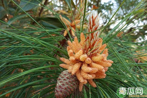 松树会开花吗？松树种植技术