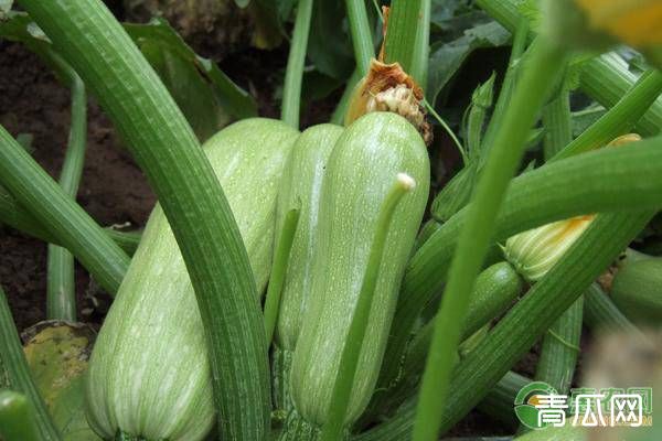 大棚西葫芦秋延后栽培技术要点