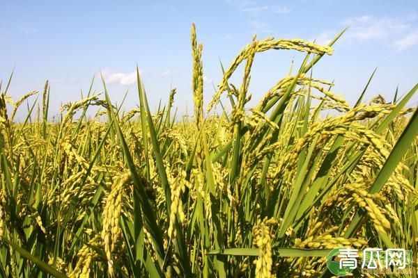 水稻种植6项高产管理方法