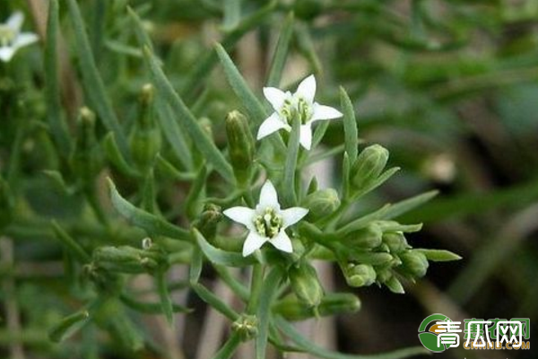 百蕊草选地整地、播种育苗、田间管理、种植技术