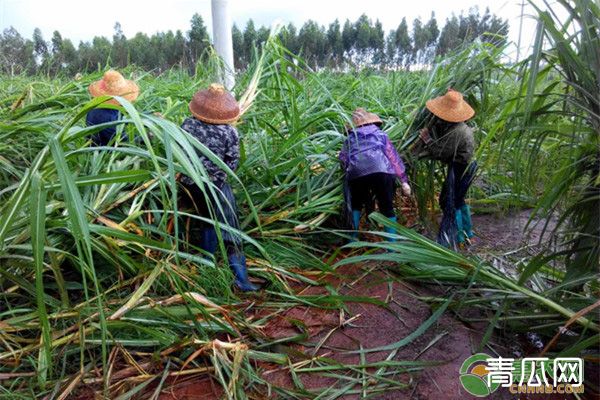 南方地区冬植甘蔗的高产栽培技术