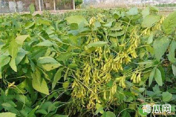 大豆适宜什么时候种植?大豆种植的技术要点