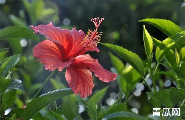 紫荆花叶片发黄原因及防治方法