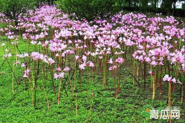 换锦花的养殖方法及养护技巧