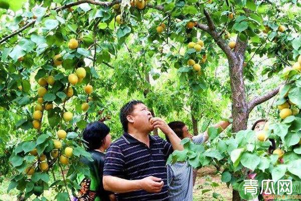 种植果园的农业补贴范围及金额介绍