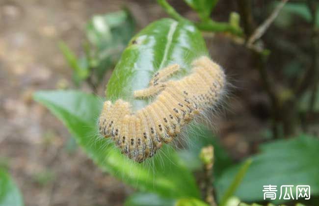 茶毛虫防治方法