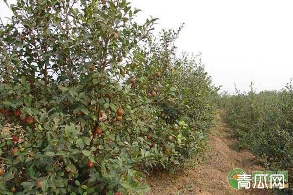 油茶种植施肥抗旱、整形修剪的高产管理